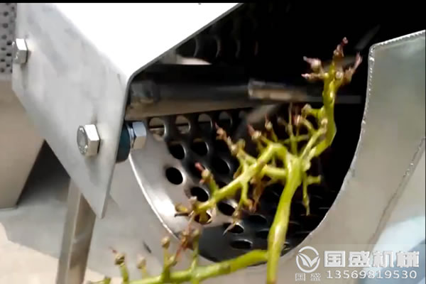 葡萄除梗机产量